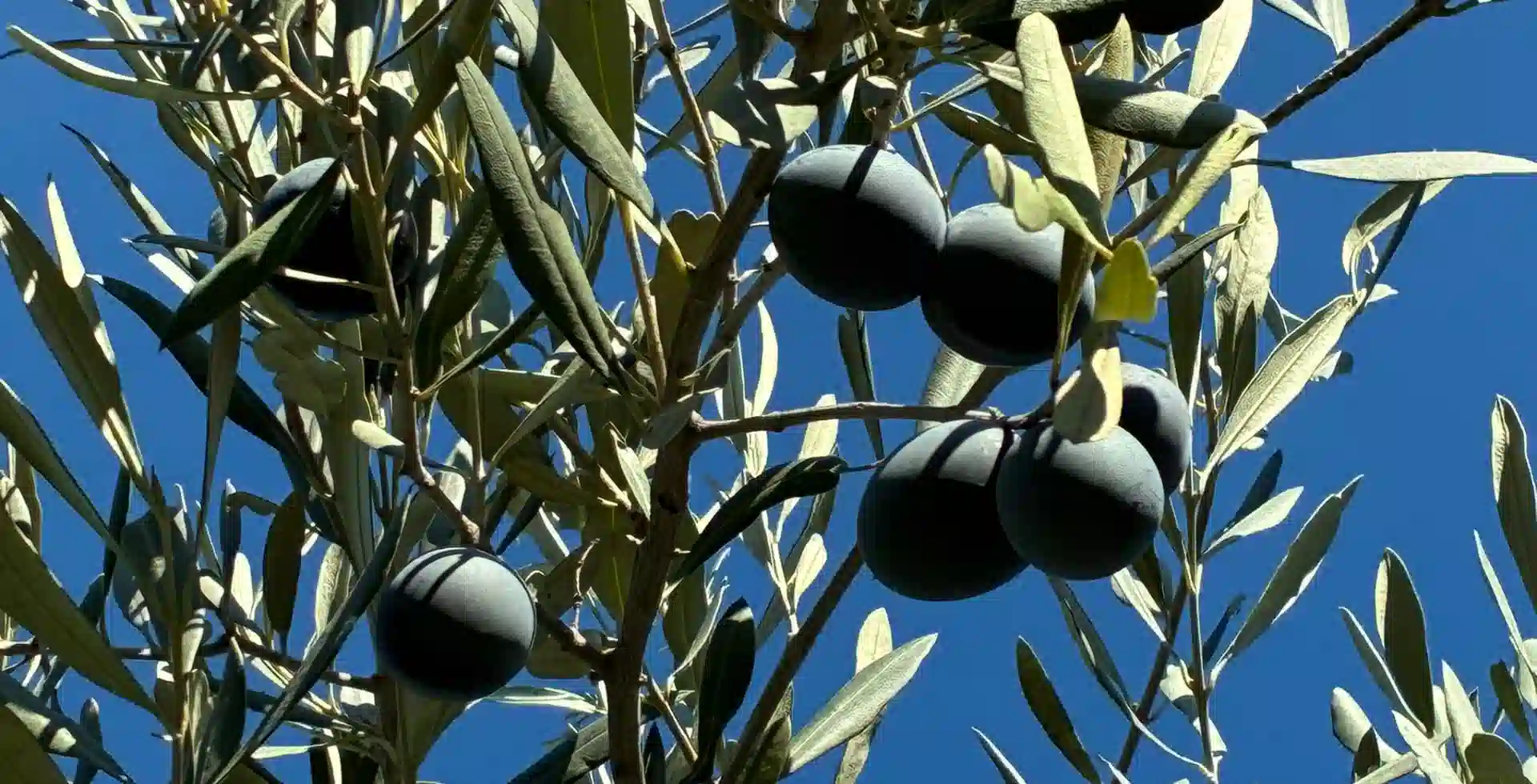 baxedaki-olive-oil-14